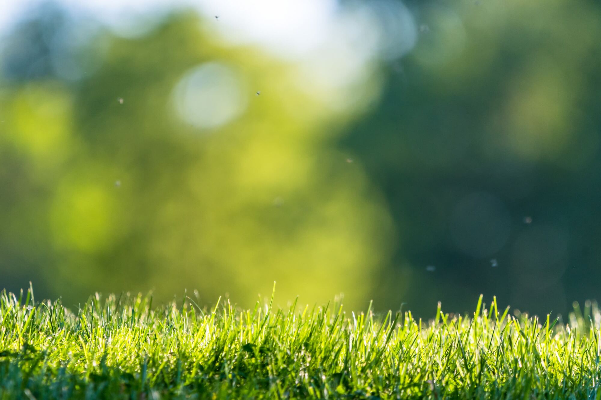 Végétalisation Mulhouse